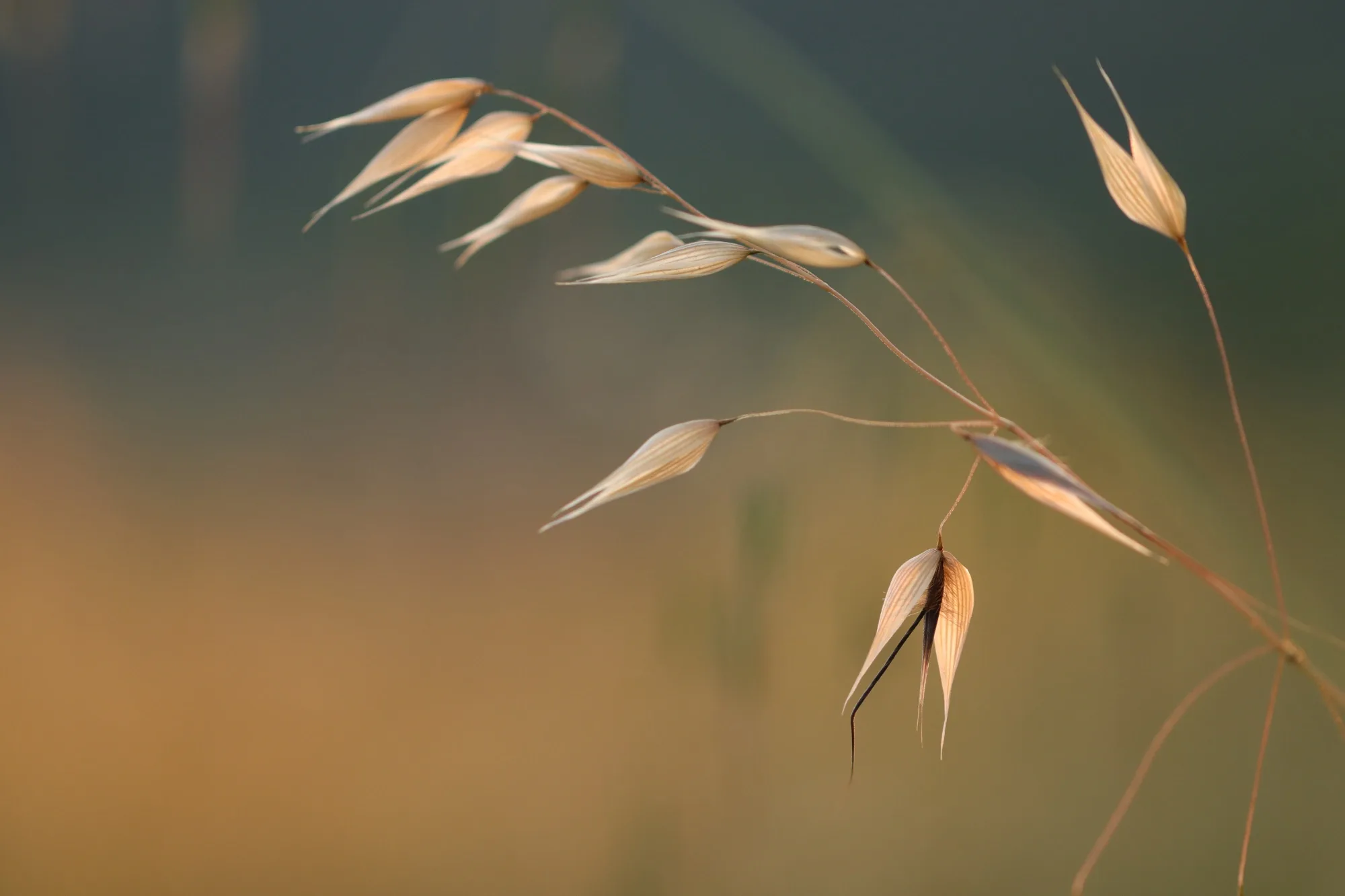 Oldfield station carousel image 11