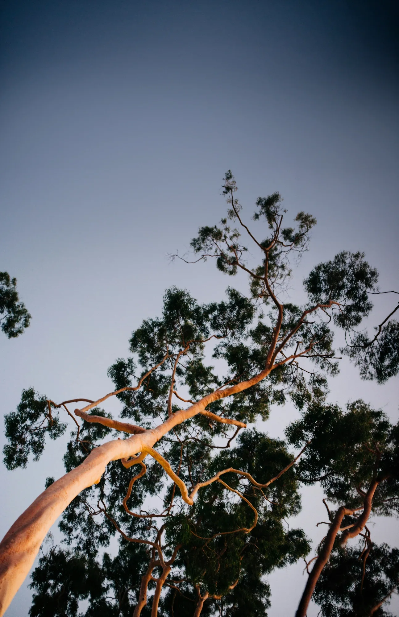 Oldfield station carousel image 3