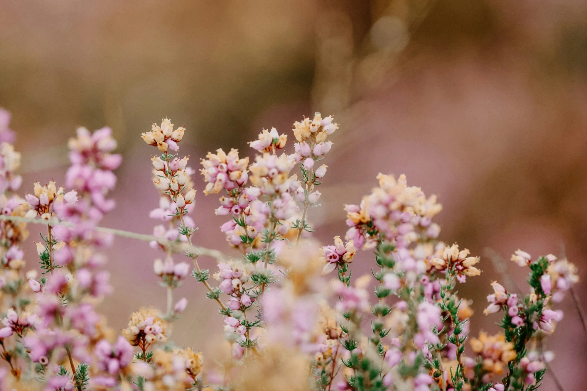 Oldfield station carousel image 4