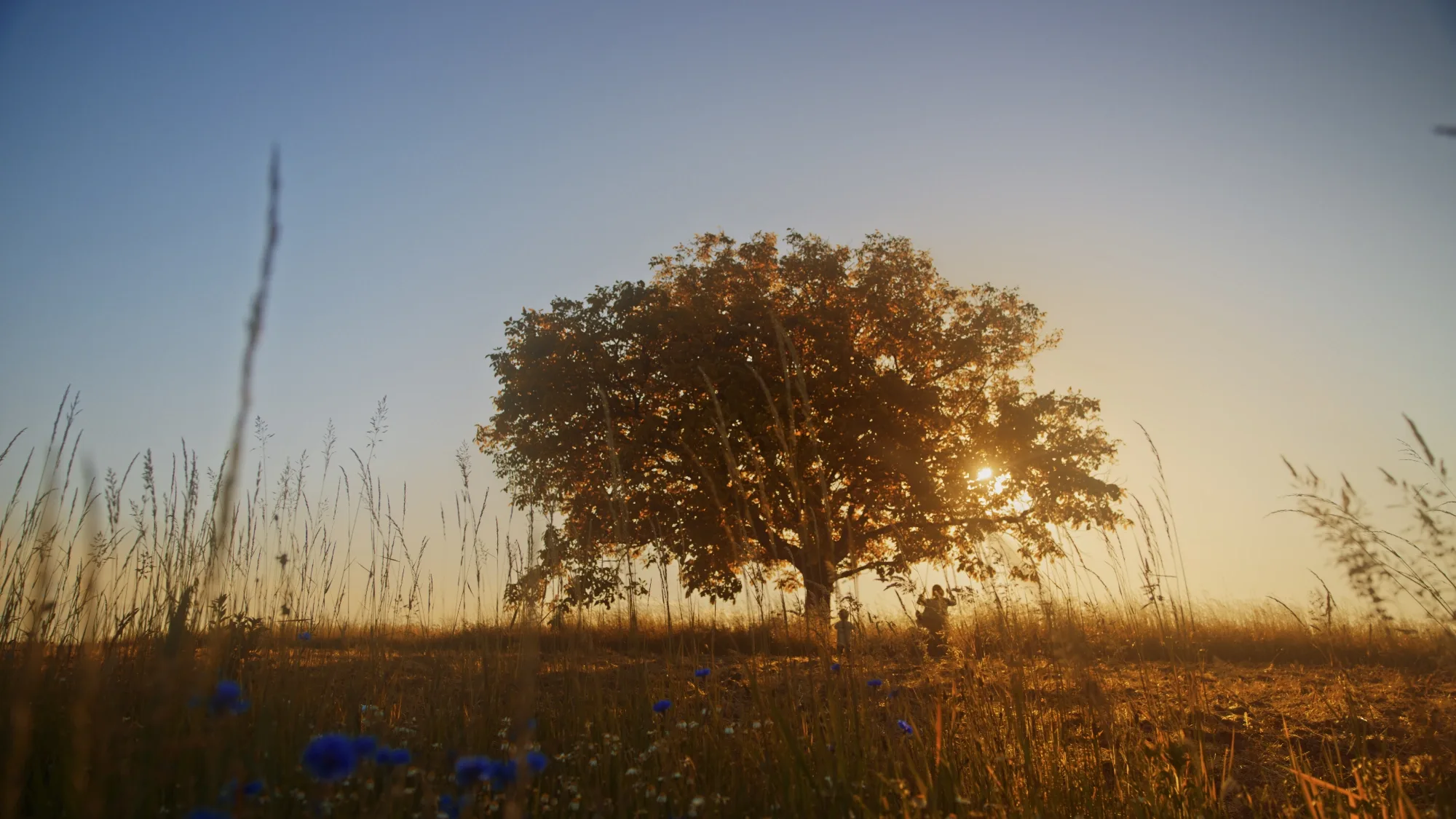 Oldfield station carousel image 6