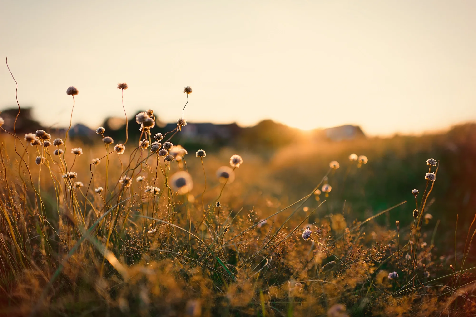 Oldfield station carousel image 8